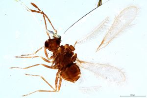 Th1404-0 crassipennis.jpg