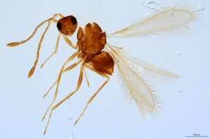 Th1452-0 crassipennis.jpg