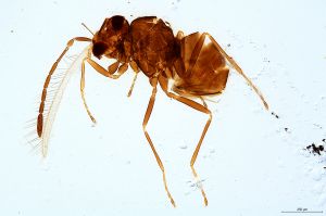 Th2931-0 crassipennis.jpg