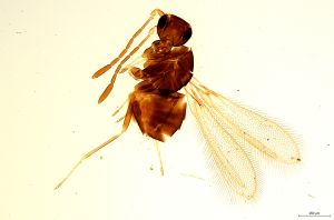 Th1132-0 crassipennis.jpg