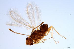 Th1133-0 crassipennis.jpg