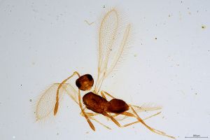 Th1134-0 crassipennis.jpg