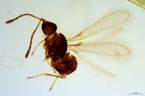 Th1137-0 crassipennis.jpg