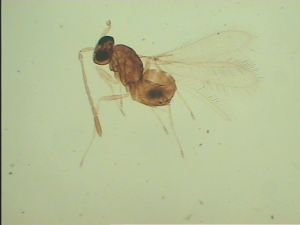 Th1138-1 no LASX image.jpg