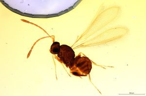 Th1141-0 crassipennis.jpg