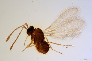 Th1149-0 crassipennis.jpg