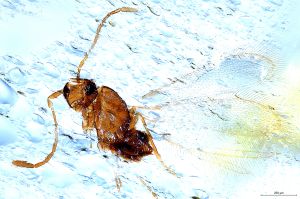 Th1242-0 crassipennis.jpg