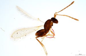 Th1245-0 crassipennis.jpg