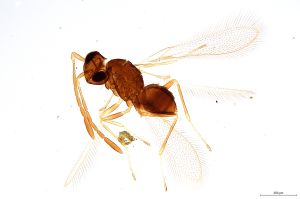 Th1252-0 crassipennis.jpg