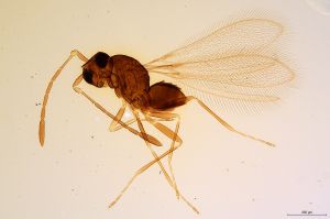 Th1255-0 crassipennis.jpg