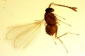 Th1257-0 crassipennis.jpg