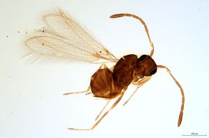 Th1258-0 crassipennis.jpg