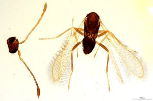 Th1403-0 crassipennis.jpg