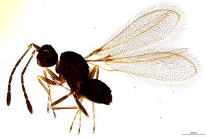 Th1405-0 crassipennis.jpg