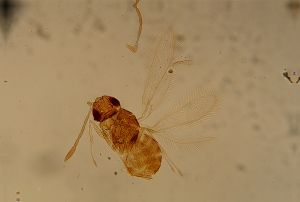 Th1500-1 crassipennis no LASX.jpg