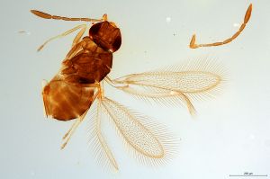 Th2736-0   crassipennis.jpg