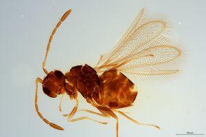 Th2737-0 crassipennis.jpg