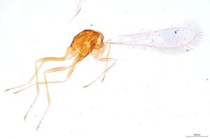 Th2739-0 crassipennis.jpg