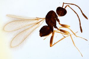 Th2764-0 crassipennis.jpg