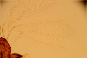 ferrierei Ptype 1.jpg