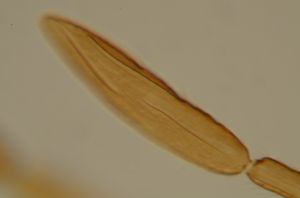 ferrierei Ptype 10.jpg