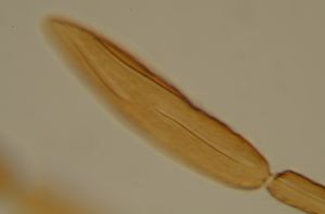 ferrierei Ptype 11.jpg