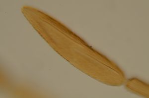 ferrierei Ptype 3.jpg