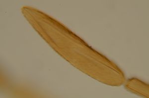 ferrierei Ptype 4.jpg