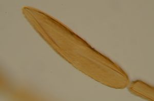 ferrierei Ptype 5.jpg