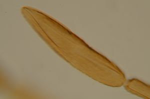 ferrierei Ptype 6.jpg