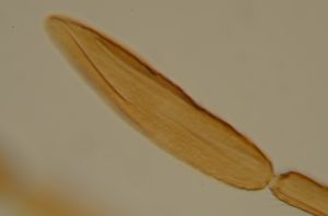 ferrierei Ptype 8.jpg