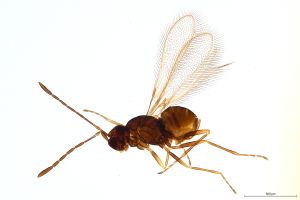 Th1334-0 crassipennis.jpg