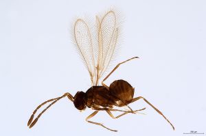 Th1335-0 crassipennis.jpg