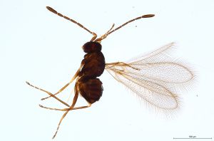 Th1339-0 crassipennis.jpg