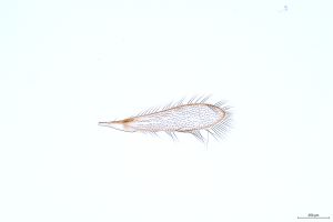 Th1342-0-1 crassipennis.jpg