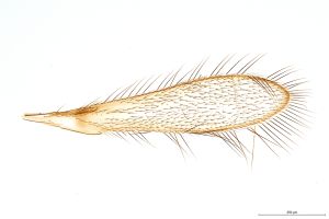 Th1342-0-2 crassipennis.jpg