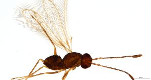 Th1343-0 crassipennis.jpg