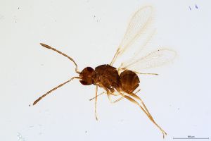 Th1346-0 crassipennis.jpg
