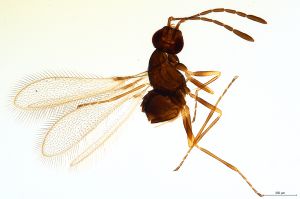 Th1347-0 crassipennis.jpg