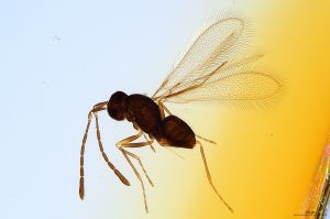 Th1348-0 crassipennis.jpg