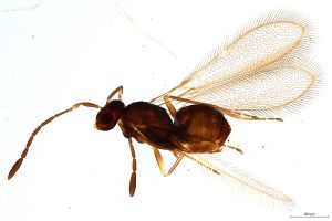 Th1349-0 crassipennis.jpg
