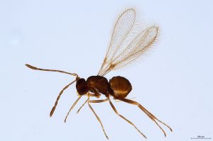 Th1400-0 crassipennis.jpg