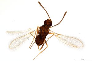 Th1401-0 crassipennis.jpg