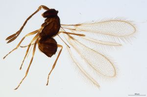 Th1406-0 crassipennis.jpg