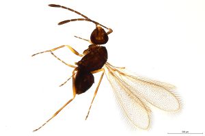 Th1410-0 crassipennis.jpg