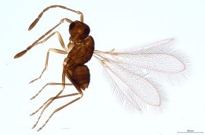 Th1411-0 crassipennis.jpg