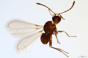 Th1412-0 crassipennis.jpg