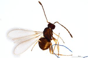 Th1414-0 crassipennis.jpg