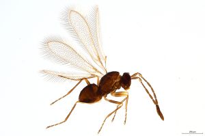 Th1415-0 crassipennis.jpg