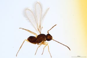 Th1453-0 crassipennis.jpg